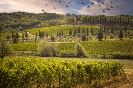 Photo for Tuscany landscape with vineyards, and olive trees. Siena, Italy - Royalty Free Image