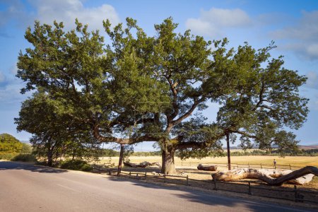 Foto de Quercia delle Checche, a monumental sessile oak trescientos años, Pienza, Italia - Imagen libre de derechos