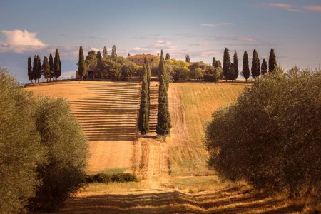 Photo for Farm house in Tuscany with cypress trees and harvest fields, Siena, Italy - Royalty Free Image