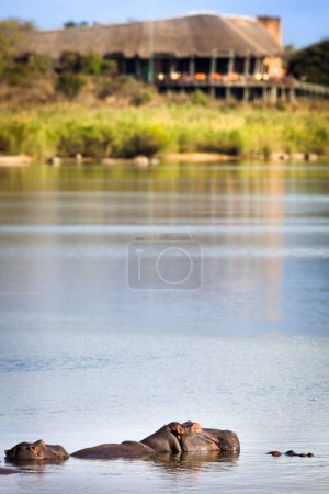 Téléchargez les photos : Vue sur la rivière Sabie Sand avec hippopotames et le camp de repos de Lower Sabie, parc national Kruger, Afrique du Sud - en image libre de droit