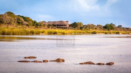 Foto de Vista del río Sabie Sand con hipopótamos y el campamento de descanso Lower Sabie, Parque Nacional Kruger, Sudáfrica - Imagen libre de derechos