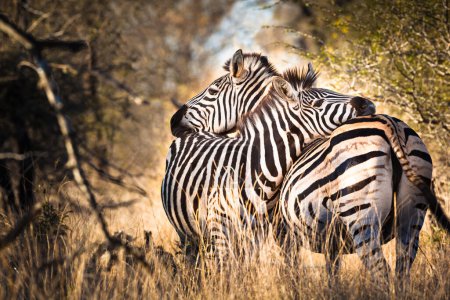Téléchargez les photos : Deux zèbres affamés, parc national Kruger, Afrique du Sud - en image libre de droit