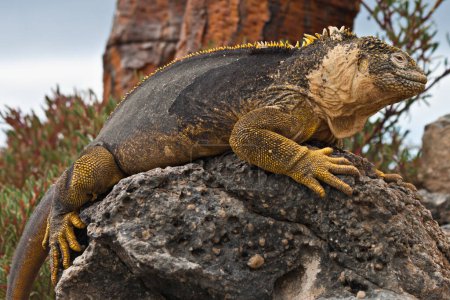 Photo for Land iguana from South Plaza Island,  Galapagos Islands, Ecuador - Royalty Free Image