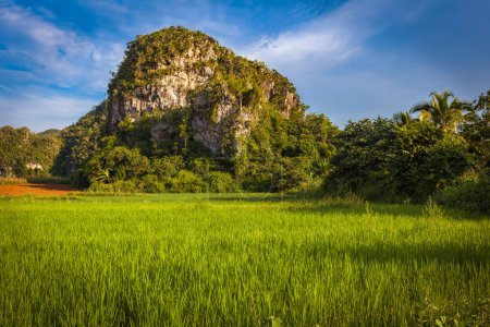 Photo for View of Vinales Valley with fields and mogotes - Royalty Free Image