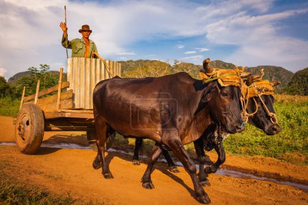Photo for A farmer waving from his oxen drawn cart in Vinales Valley, Cuba - Royalty Free Image
