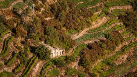 Foto de Viñedos en Cinque Terre con las famosas terrazas construidas en las colinas escarpadas y escarpadas con vistas al mar. Italia, Patrimonio de la Humanidad de la UNESCO - Imagen libre de derechos