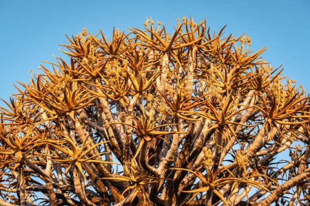 Foto de Bosque de carcaj (Aloe Dichotoma), Keetmanshoop, Namibia. Un hito reconocido en Namibia. - Imagen libre de derechos