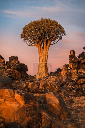 Foto de Bosque de carcaj (Aloe Dichotoma) al atardecer, Keetmanshoop, Namibia. Un hito reconocido en Namibia. - Imagen libre de derechos