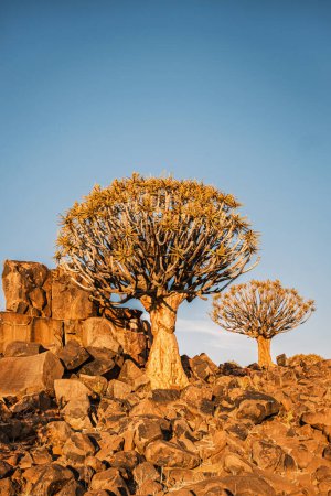 Foto de Bosque de carcaj (Aloe Dichotoma), Keetmanshoop, Namibia. Un hito reconocido en Namibia. - Imagen libre de derechos