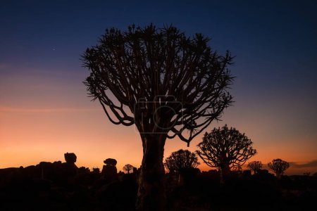 Quiver tree (Aloe Dichotoma) forest at sunset, Keetmanshoop, Namibia. A recognized Namibia landmark.