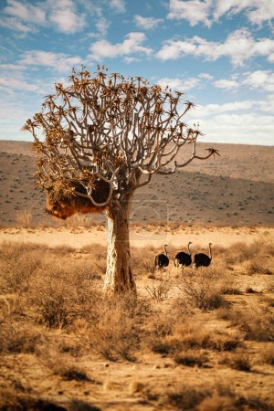 Strauße (struthio camelus) suchen direkt unter einem Köcherbaum mit einem gemeinsamen Nest von Webervögeln, Süd-Namibia, in der Nähe des Fish River Canyon