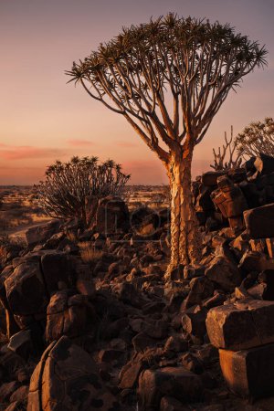 Téléchargez les photos : Forêt d'aloès dichotomique au coucher du soleil, Keetmanshoop, Namibie. Un monument reconnu en Namibie. - en image libre de droit