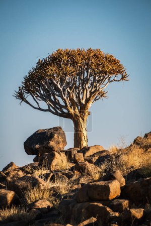 Foto de Aljaba (Aloe Dichotoma), Keetmanshoop, Namibia. Un hito reconocido en Namibia. - Imagen libre de derechos