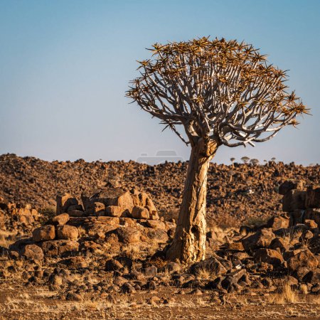 Foto de Aljaba (Aloe Dichotoma), Keetmanshoop, Namibia. Un hito reconocido en Namibia. - Imagen libre de derechos