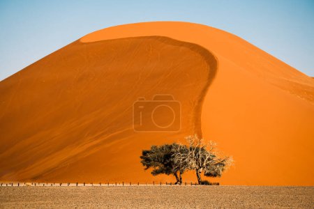 Téléchargez les photos : Dune 45 contre ciel bleu clair dans la région de Sossusvlei, Namib-Naukluft National Park, Namibie. Il est nommé d'après sa distance de 45 kilomètres de la porte Sesriem et se trouve à plus de 170 mètres de haut. - en image libre de droit