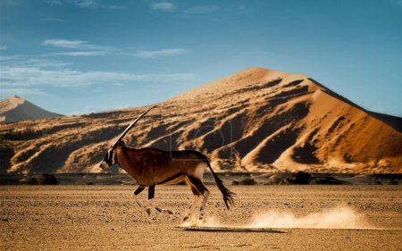 Oryx dans la région de Sossusvlei, Namib-Naukluft National Park, Namibie. L'oryx ou gemsbok (Oryx gazelle) est une grande antilope originaire des régions arides d'Afrique australe..