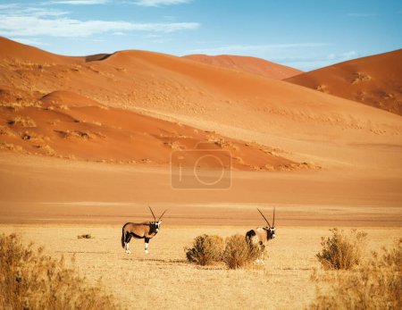 Téléchargez les photos : Deux oryx (Oryx gazelle) regardant droit devant la caméra dans le parc national Namib-Naukluft, Namibie. Également connus sous le nom de gemsboks, ce sont de grandes antilopes originaires des régions arides d'Afrique australe.. - en image libre de droit