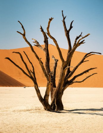 Téléchargez les photos : Épines de chameau brûlées contre le ciel bleu et les dunes rouges à Deadvlei, région de Sossusvlei du parc national Namib-Naukluft, Namibie. Ils sont morts il y a 700 ans et sont maintenant brûlés noirs par le soleil intense. - en image libre de droit