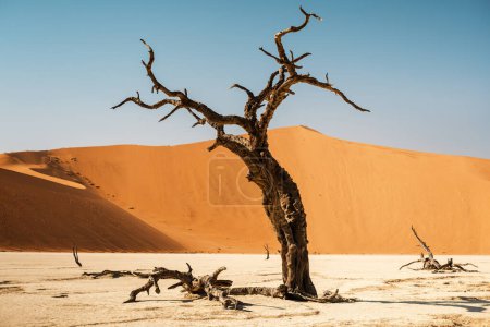 Téléchargez les photos : Épines de chameau brûlé encadrant le sommet de la dune Big Daddy à Deadvlei, région de Sossusvlei du parc national Namib-Naukluft, Namibie. A 325 mètres, c'est la plus haute dune de la région de Sossusvlei. - en image libre de droit