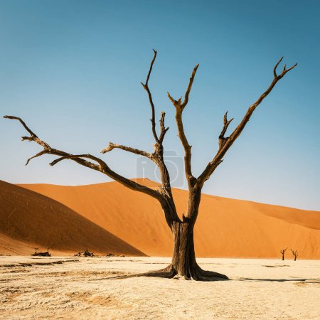 Versengte Kameldornbäume vor blauem Himmel und roten Dünen in Deadvlei, Sossusvlei im Namib-Naukluft-Nationalpark, Namibia. Sie starben vor 700 Jahren und sind nun von intensiver Sonne schwarz verbrannt.