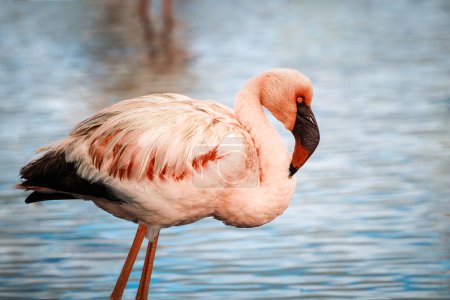 Wild lesser flamingo bird reflecting on clear water, Walvis Bay, Namibia