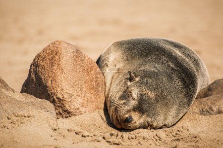Foto de Linda foca disfrutando del cálido sol de invierno en Cape Cross Seal Reserve, Skeleton Coast, Namibia. Hogar de una de las colonias más grandes de focas del Cabo (Arctocephalus pusillus) en el mundo. - Imagen libre de derechos