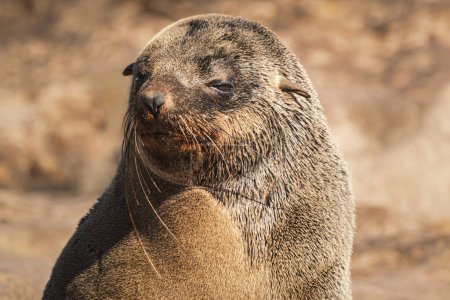 Cute seal basking in the warm winter sun at Cape Cross Seal Reserve, Skeleton Coast, Namibia. Home to one of the largest colonies of Cape fur seals (Arctocephalus pusillus) in the world.