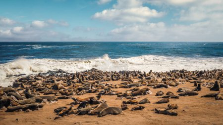 Foto de La enorme colonia de focas de Cape Cross Seal Reserve, costa del esqueleto, Namibia. Hogar de una de las colonias más grandes de focas del Cabo (Arctocephalus pusillus) en el mundo. - Imagen libre de derechos