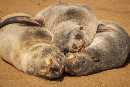 Groupe de phoques somnolant sous le soleil chaud de l'hiver à Cape Cross Seal Reserve, Skeleton Coast, Namibie. L'une des plus grandes colonies d'otaries à fourrure du Cap (Arctocephalus pusillus) au monde.