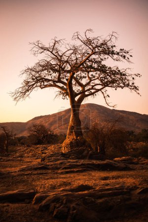 Baobab tree at dusk, Epupa falls, Kunene Region, Namibia. Baobab trees have unusual barrel-like trunks used to store water and are known for their extraordinary longevity.