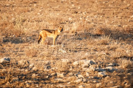 Téléchargez les photos : Chacal à dos noir (Lupulella mesomelas) au petit matin lumière dorée regardant la caméra, parc national d'Etosha, Namibie - en image libre de droit