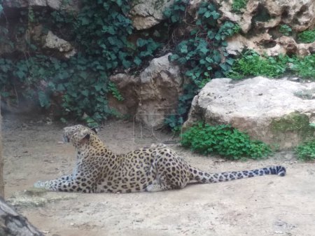 Foto de El leopardo persa que yace en el zoológico bíblico de Jerusalén, Israel . - Imagen libre de derechos