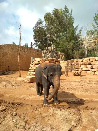 Foto de Elefante en el Zoológico Bíblico de Jerusalén. - Imagen libre de derechos