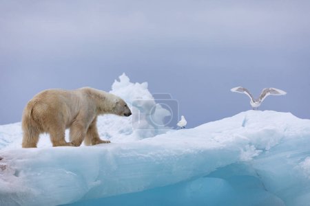 Eisbär auf schwimmendem Eis entspannt nach der Jagd.