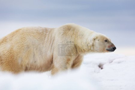 Eisbär auf schwimmendem Eis entspannt nach der Jagd.