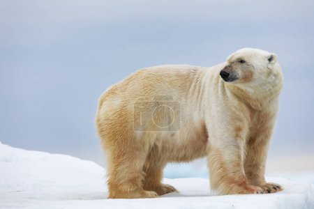 Oso polar sobre hielo flotante relajándose después de la caza.