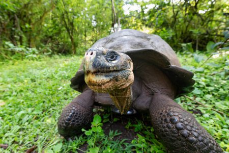 La plus grande tortue du monde. Tortue géante des Galapagos, Chelonoidis niger. Îles Galapagos. Santa Cruz île. 