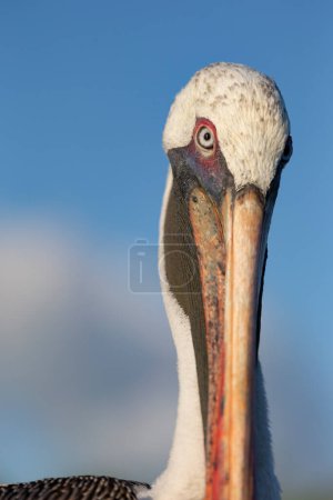 Photo for Brown pelican at the beach of San Cristobal island of Galapagos. - Royalty Free Image