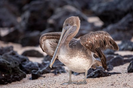 Téléchargez les photos : Pélican brun sur la plage de San Cristobal île de Galapagos. - en image libre de droit