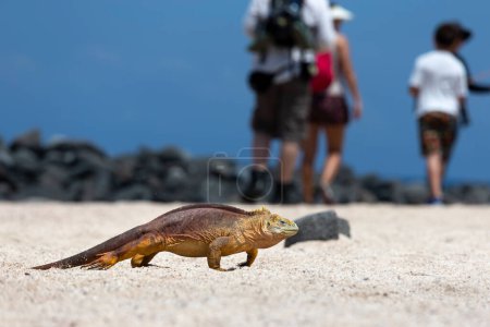 Foto de Iguana terrestre amarilla de Galápagos en la isla de Saymour. - Imagen libre de derechos
