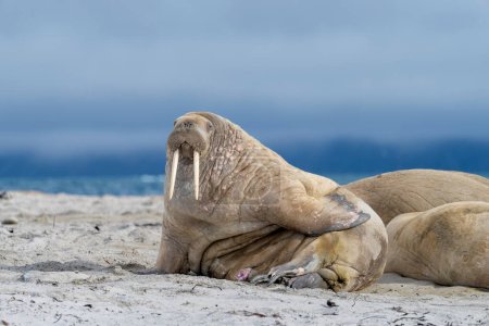Foto de Morsa en la playa, vida silvestre, animales salvajes - Imagen libre de derechos