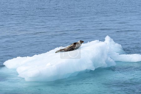 Photo for Harp seal on iceberg in north ocean around svalbard - Royalty Free Image