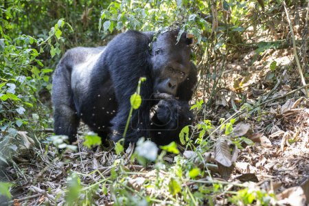 Téléchargez les photos : Gorille des plaines orientales dans la forêt du parc national Kahuzi Biega au Congo. Randonnée gorille dans la jungle. - en image libre de droit