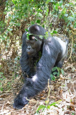 Téléchargez les photos : Gorille des plaines orientales dans la forêt du parc national Kahuzi Biega au Congo. Randonnée gorille dans la jungle. - en image libre de droit
