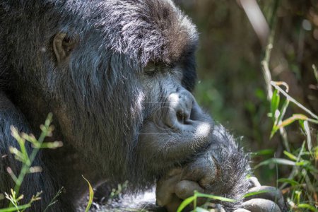 Photo for Gorilla beringei beringei in jungle of Mgahinga Gorilla National Park in Uganda. Gorilla trekking in forest. - Royalty Free Image