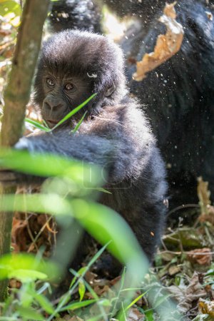 Photo for Gorilla beringei beringei in jungle of Mgahinga Gorilla National Park in Uganda. Gorilla trekking in forest. - Royalty Free Image