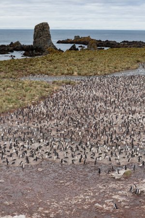 Téléchargez les photos : Pingouin de Chinstrap sur la côte de l'île de la géorgie du Sud. - en image libre de droit