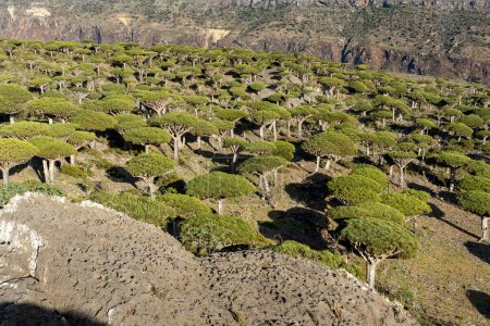 Photo for Exotic and unique Socotra dragon tree, Dracaena cinnabari - Royalty Free Image