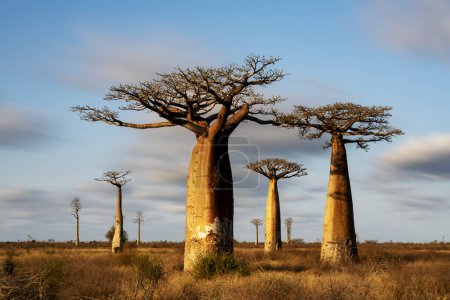 Foto de El callejón baobab más famoso. árboles espectaculares en Madagascar - Imagen libre de derechos