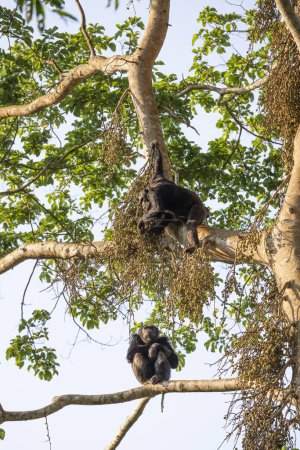 Téléchargez les photos : Chimpanzé dans le parc national Nyungwe Forest au Rwanda - en image libre de droit